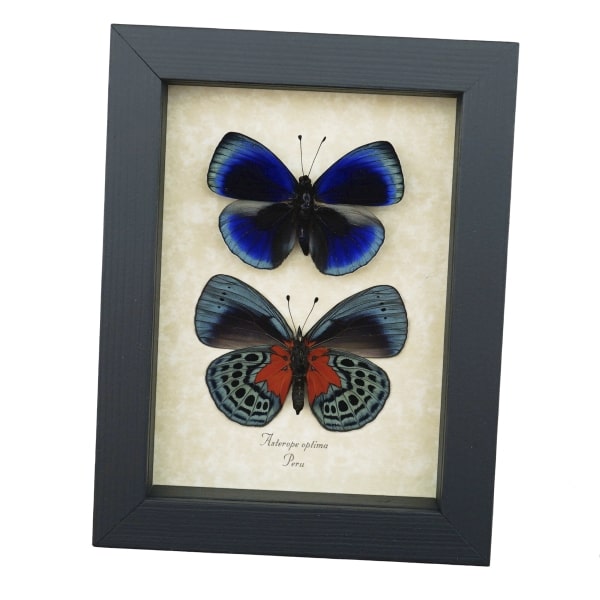 Asterope optima Blue Butterfly Collection Framed Taxidermy Display
