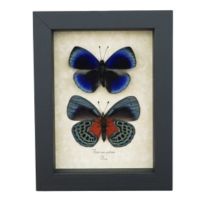 Asterope optima Blue Butterfly Collection Framed Taxidermy Display