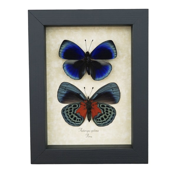 Asterope optima Blue Butterfly Collection Framed Taxidermy Display