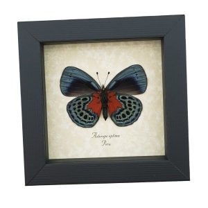 Asterope optima Verso Butterfly Blood Red Patch Framed Taxidermy Display