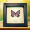 Real Framed African Lavender Butterfly Asterope pechueli Taxidermy Display