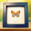 Real Framed African Butterfly Asterope pechueli Verso Taxidermy Display