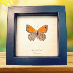 Real Framed African Butterfly Asterope pechueli Verso Taxidermy Display