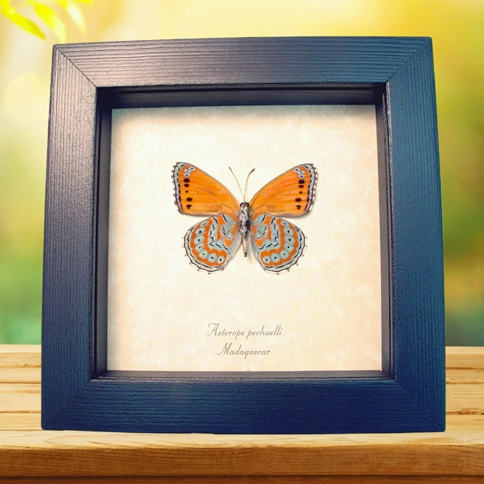 Real Framed African Butterfly Asterope pechueli Verso Taxidermy Display
