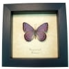 Real Framed African Lavender Butterfly Asterope pechueli Taxidermy Display