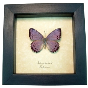 Real Framed African Lavender Butterfly Asterope pechueli Taxidermy Display