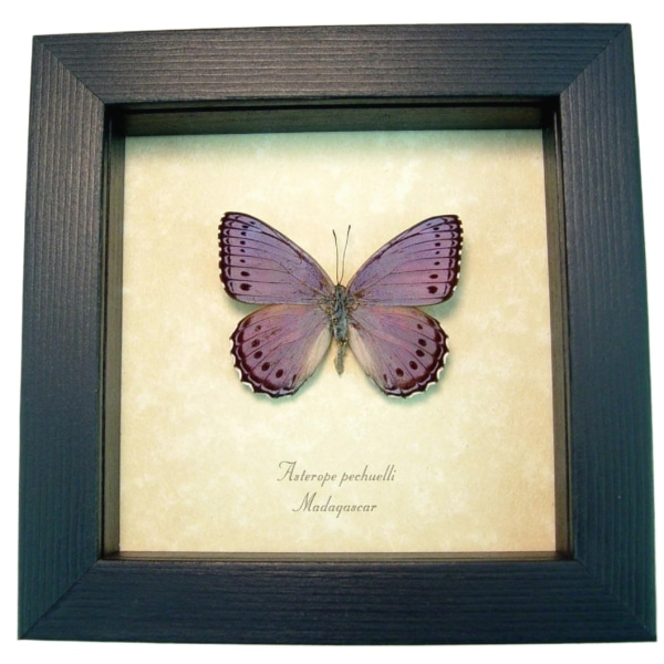 Real Framed African Lavender Butterfly Asterope pechueli Taxidermy Display