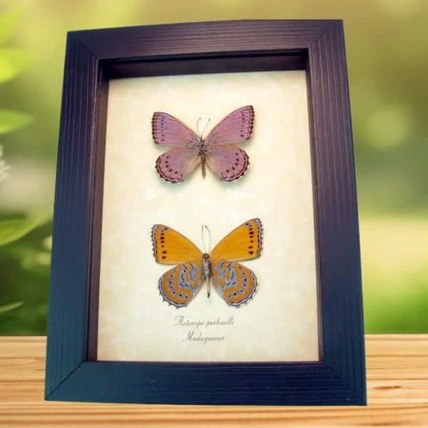 Real Framed African Butterflies Asterope pechueli Butterfly Collection Framed Taxidermy Display