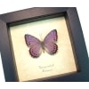 Real Framed African Lavender Butterfly Asterope pechueli Taxidermy Display