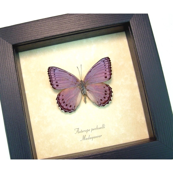Real Framed African Lavender Butterfly Asterope pechueli Taxidermy Display