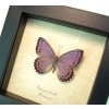 Real Framed African Lavender Butterfly Asterope pechueli Taxidermy Display