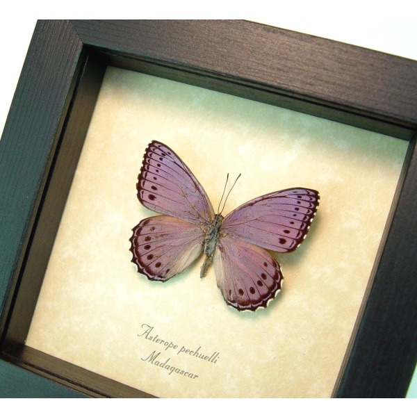 Real Framed African Lavender Butterfly Asterope pechueli Taxidermy Display
