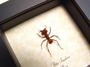Atta sexdens Leafcutter Ant - Butterfly Designs USA Real Framed ...