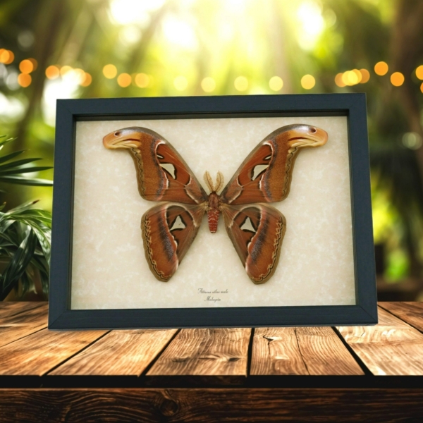 Real Snake Head Moth Attacus Atlas Male Large Framed Taxidermy Display