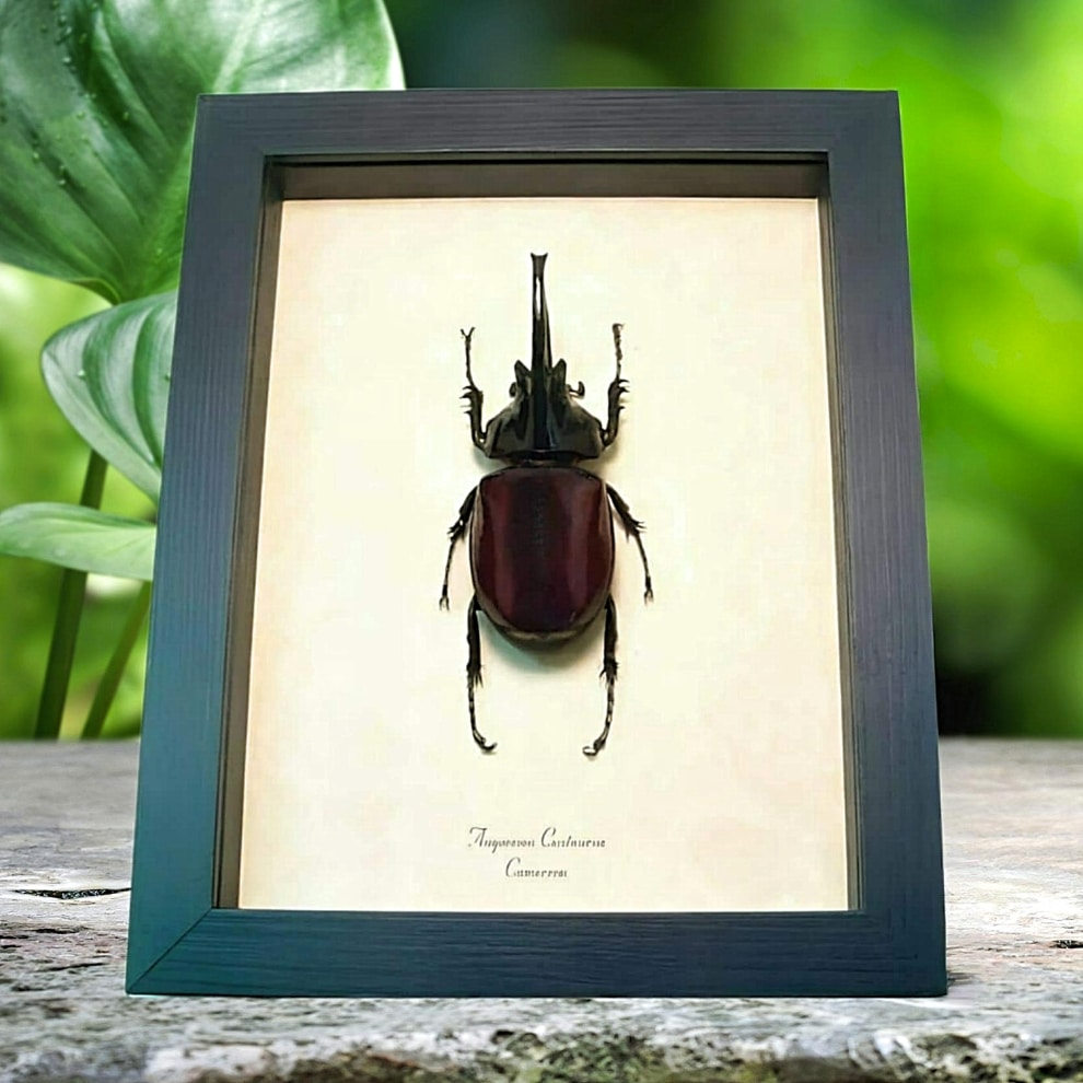 Framed African Beetle Augosoma centaurus Taxidermy Display Framed African Beetle Augosoma centaurus Taxidermy Display