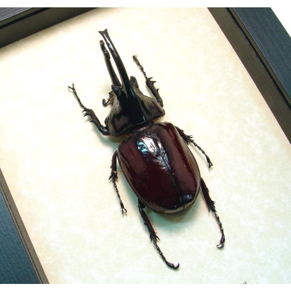 Augosoma centaurus African Rhino Beetle - Framed Taxidermy