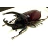 Augosoma centaurus African Rhino Beetle Framed Taxidermy Display