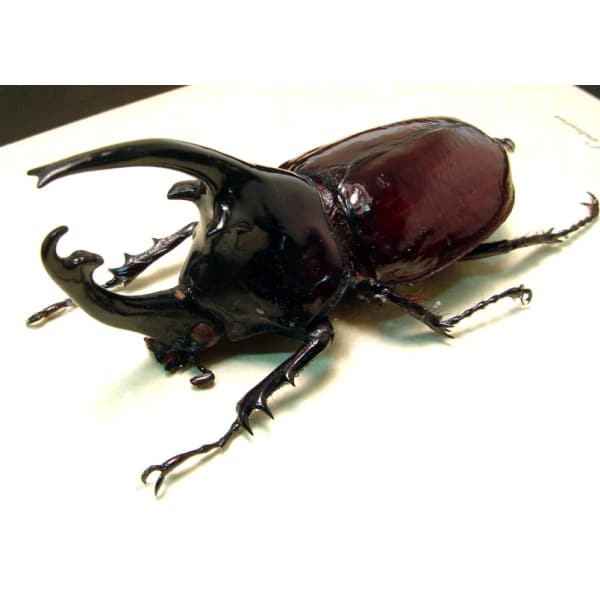 Augosoma centaurus African Rhino Beetle Framed Taxidermy Display