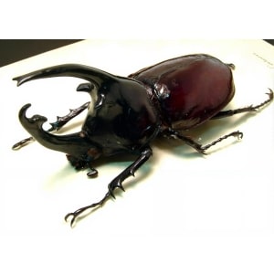 Framed African Beetle Augosoma centaurus Taxidermy Display