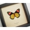Batesia hypochlora Verso Butterfly Real Framed Taxidermy Display