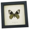 Battus Madyes Chlorodamas Verso Butterfly Real Framed Taxidermy Display