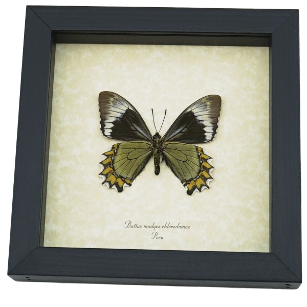 Battus Madyes Chlorodamas Verso Butterfly Real Framed Taxidermy Display