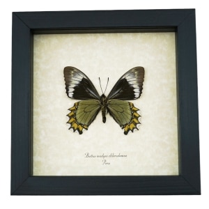 Battus Madyes Chlorodamas Verso Butterfly Real Framed Taxidermy Display