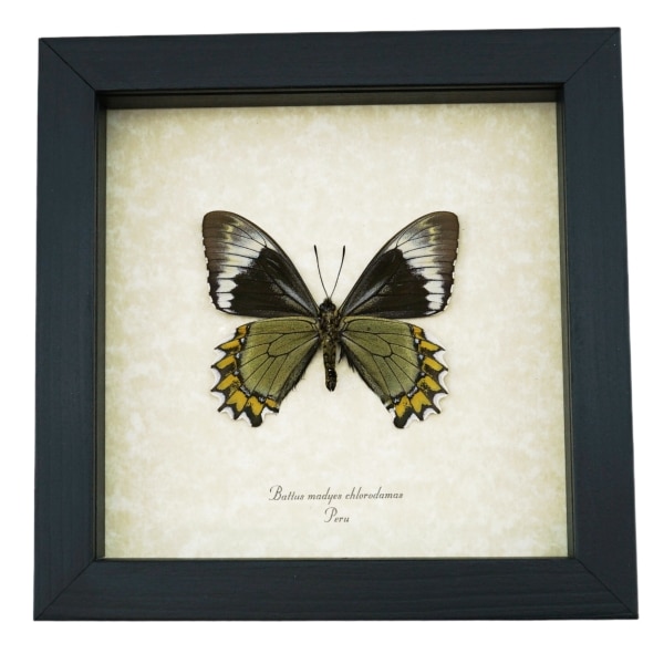 Battus Madyes Chlorodamas Verso Butterfly Real Framed Taxidermy Display