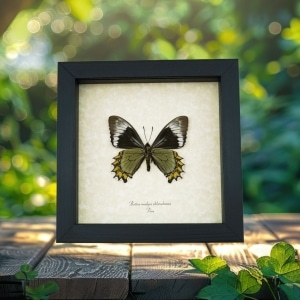 Battus Madyes Chlorodamas Verso Butterfly Real Framed Taxidermy Display