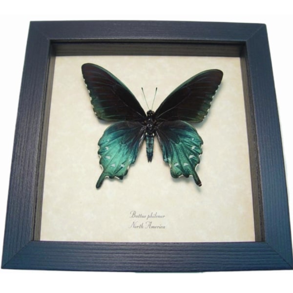 Battus Philenor Pipevine Swallowtail Butterfly Framed Taxidermy
