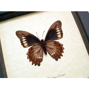 Battus polydamas lucayus Bahamas Butterfly Framed Taxidermy Display