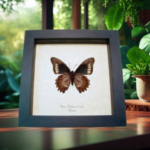 Battus polydamas lucayus Bahamas Butterfly Framed Taxidermy Display