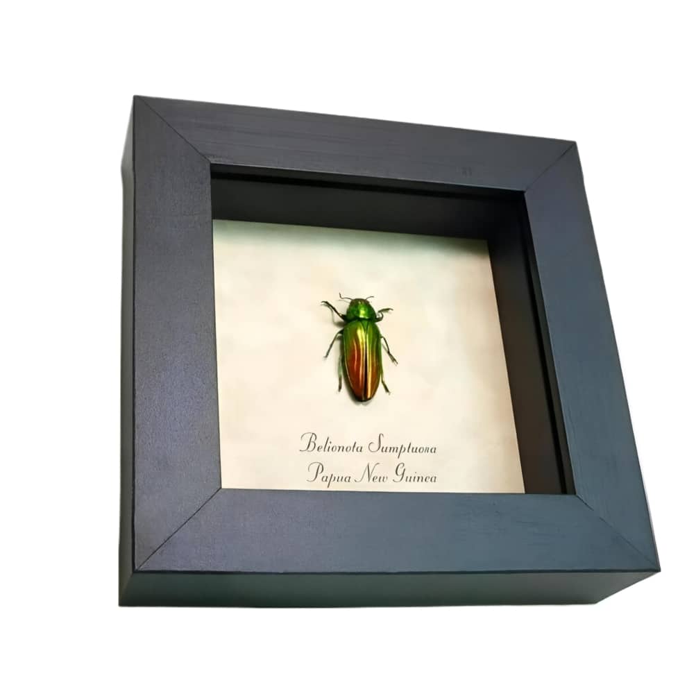 Metallic Green Red Tricolor Beetle Belionota sumptuosa Framed Taxidermy Display