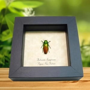 Metallic Green Red Tricolor Beetle Belionota sumptuosa Framed Taxidermy Display