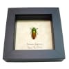 Metallic Green Red Tricolor Beetle Belionota sumptuosa Framed Taxidermy Display