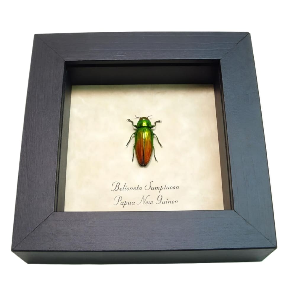 Metallic Green Red Tricolor Beetle Belionota sumptuosa Framed Taxidermy Display