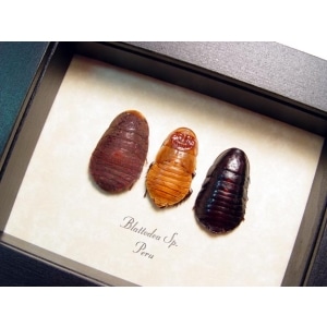 Blattodea Cockroach Collection
