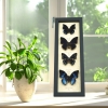 African Butterfly Collection Blue Butterflies Framed Taxidermy Display