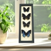 African Butterfly Collection Blue Butterflies Framed Taxidermy Display