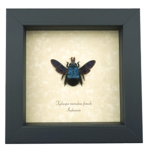 Xylocopa caerulea Female Blue Carpenter Bee Framed Insect Taxidermy Display
