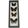 African Butterfly Collection Blue Butterflies Framed Taxidermy Display