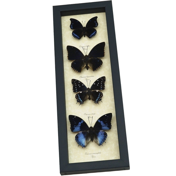 African Butterfly Collection Blue Butterflies Framed Taxidermy Display