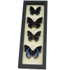 African Butterfly Collection Blue Butterflies Framed Taxidermy Display
