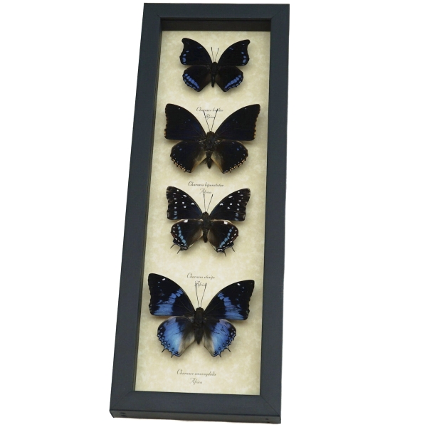 African Butterfly Collection Blue Butterflies Framed Taxidermy Display