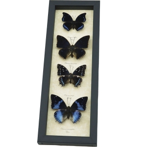 African Butterfly Collection Blue Butterflies Framed Taxidermy Display