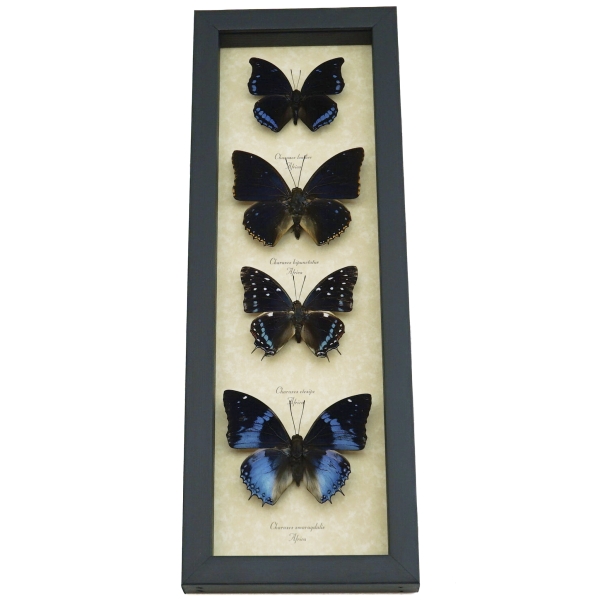 African Butterfly Collection Blue Butterflies Framed Taxidermy Display