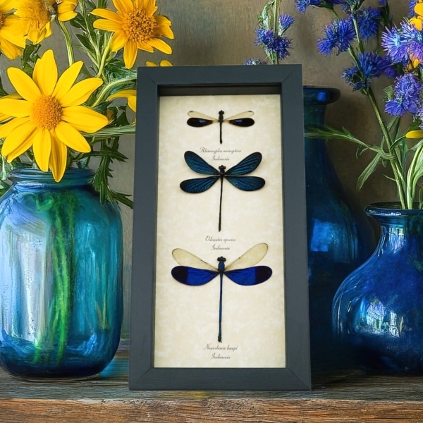 Real Framed Damselfly Collection Electric Blue Damselflies Taxidermy Display