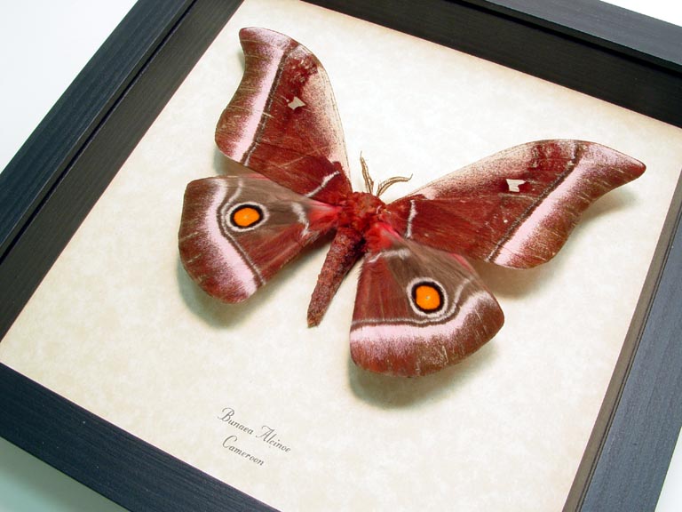 Bunaea alcinoe Emperor Moth ButterflyDesigns Real Framed Butterflies