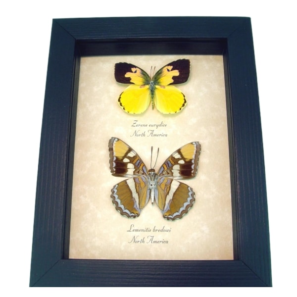 California Butterfly Collection California Sister Dogface Real Framed Butterflies