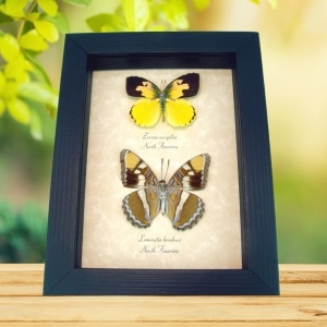 California Butterfly Collection California Sister Dogface Real Framed Butterflies